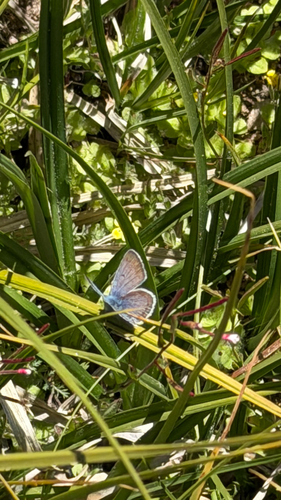 iNaturalist observation photo of Polyommatina