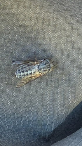 iNaturalist observation photo of Horse and Deer Flies