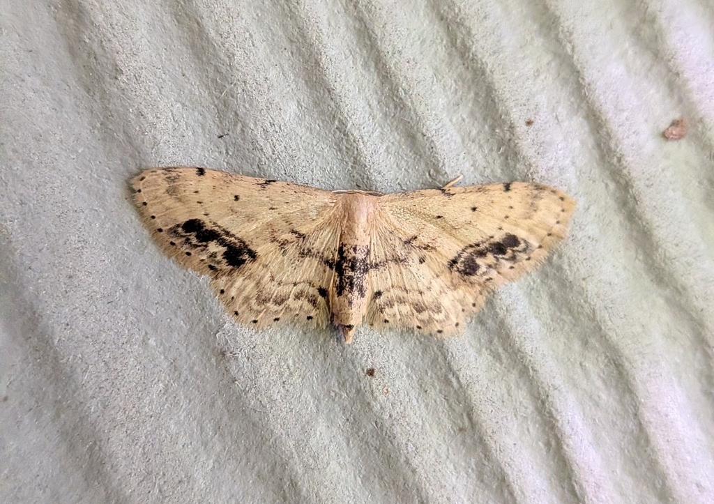 Single-dotted Wave