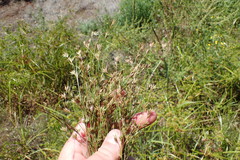 Juncus ranarius