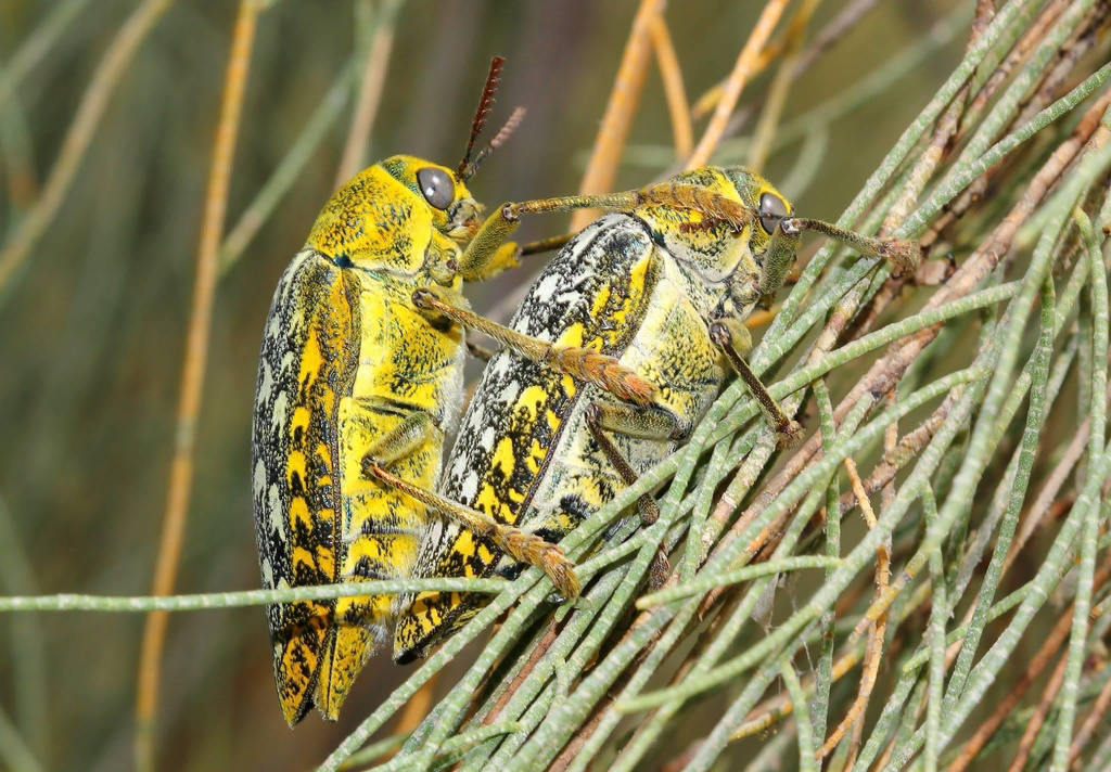 Julodis aeneipes