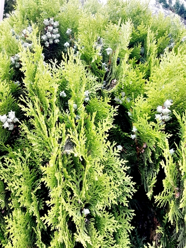 Chinese arborvitae