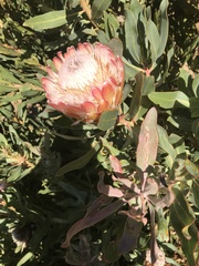 Protea × hybrida