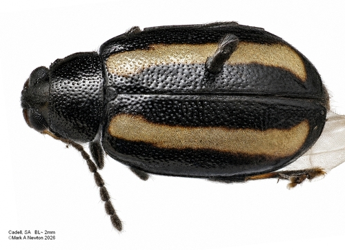 Small Striped Flea-beetle