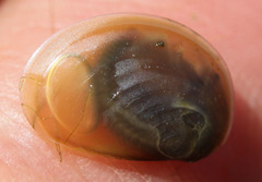 Cyzicus californicus