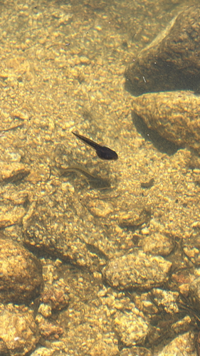 iNaturalist observation photo of Frogs and Toads