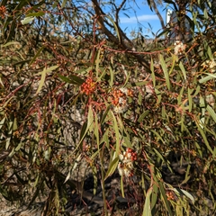 Eucalyptus gracilis, photograph (c) Luke Lythgoe, some rights reserved (CC BY)
