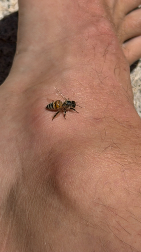 iNaturalist observation photo of Western Honey Bee