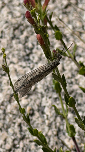 iNaturalist observation photo of Long-tailed Antlions