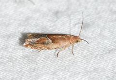 Ancylis comptana
