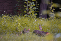 Turdus amaurochalinus