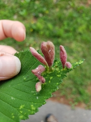 Tetraneura