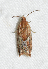 Ancylis comptana