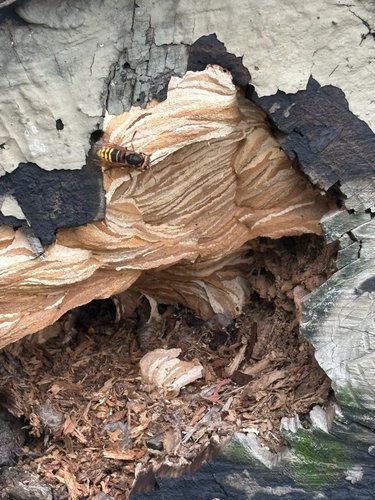 European Hornet