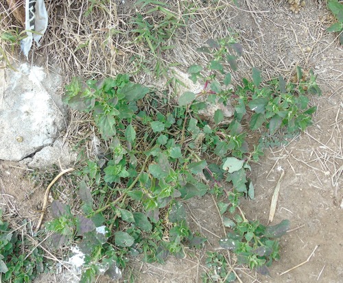 Atriplex suberecta, photograph 2