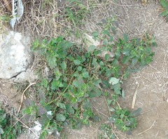 Atriplex suberecta, photograph (c) Lucas Carbone, some rights reserved (CC BY)