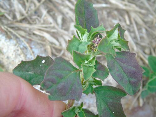Atriplex suberecta, photograph 1