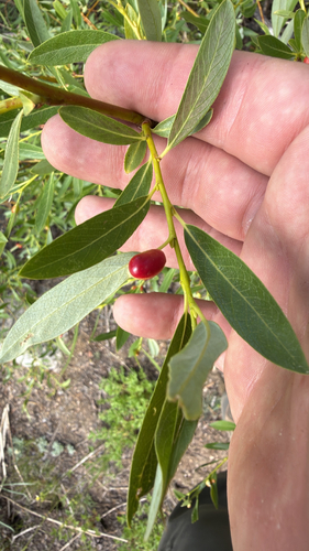 iNaturalist observation photo of Willow Apple Gall Sawfly