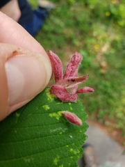 Tetraneura