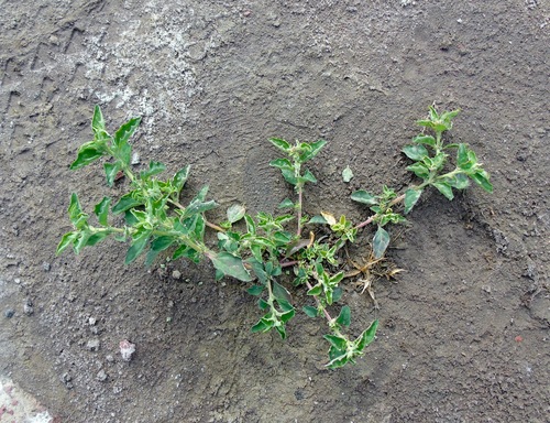 Atriplex suberecta