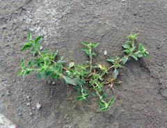 Atriplex suberecta