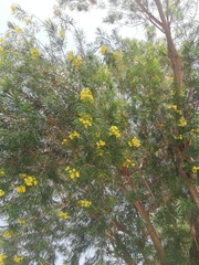 Cascabela thevetioides