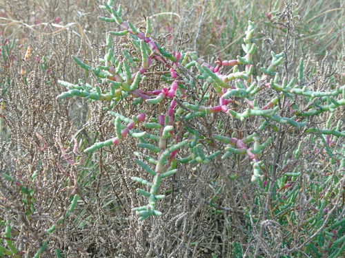 Salicornia neei, photograph 3