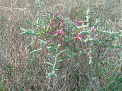 (c) Lucas Carbone, some rights reserved (CC BY) Salicornia neei, photograph (c) Lucas Carbone, some rights reserved (CC BY)