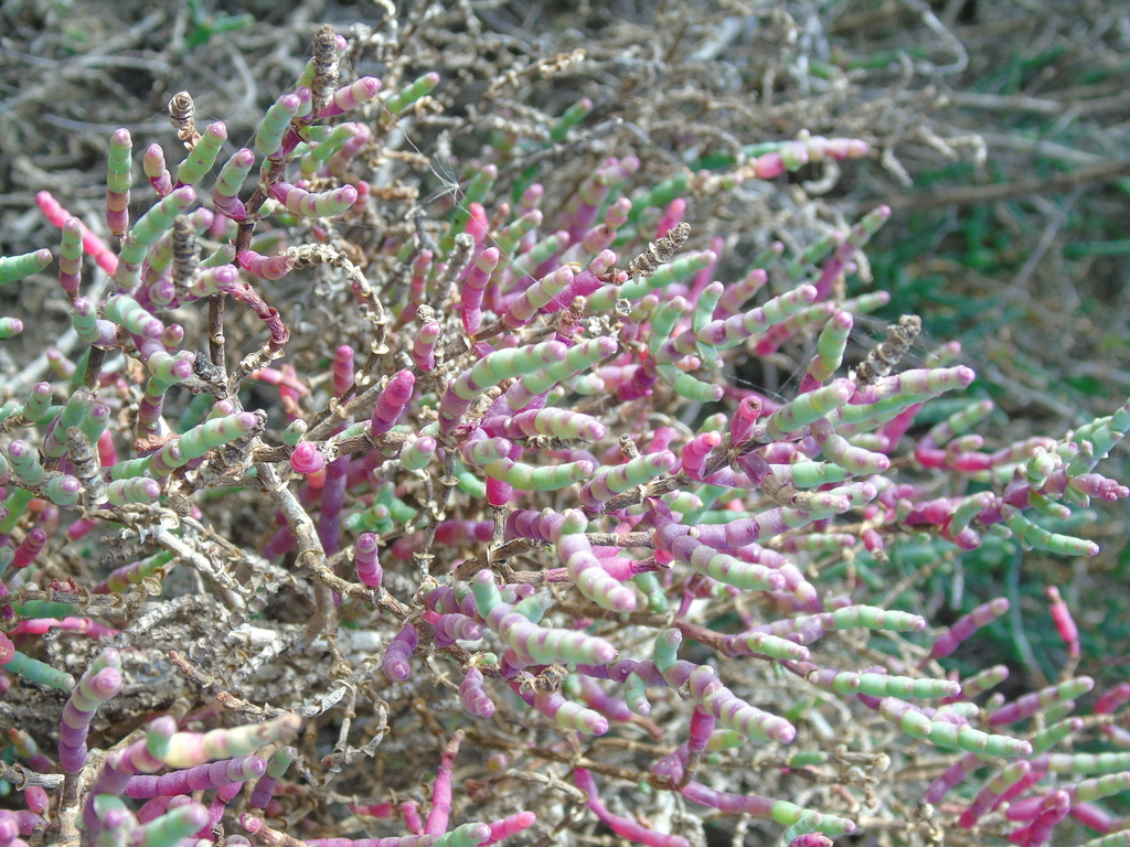 Salicornia neei; photograph (c) Lucas Carbone, some rights reserved (CC BY)