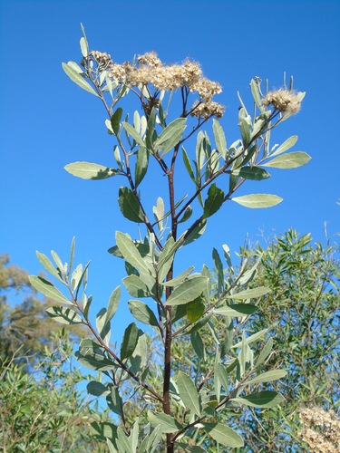 Tessaria integrifolia, photograph 6