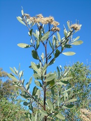 Tessaria integrifolia, photograph (c) Lucas Carbone, some rights reserved (CC BY)