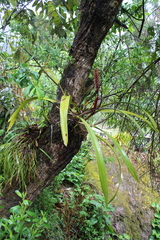 Arpophyllum laxiflorum