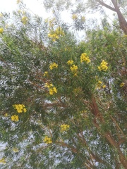 Cascabela thevetioides