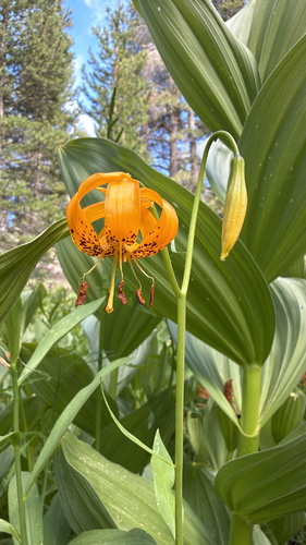 Lilium kelleyanum, photograph 4