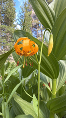 (c) harrii, some rights reserved (CC BY) Lilium kelleyanum, photograph (c) harrii, some rights reserved (CC BY)