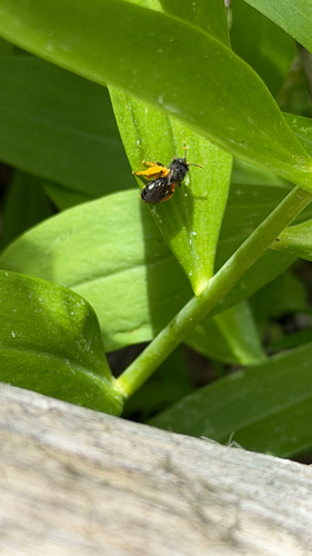 iNaturalist observation photo of Bees