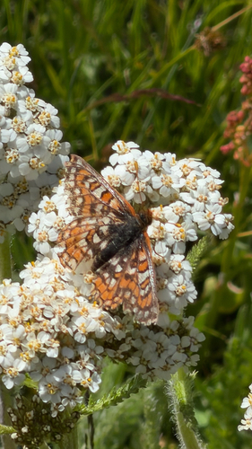 iNaturalist observation photo of Edith's Checkerspot