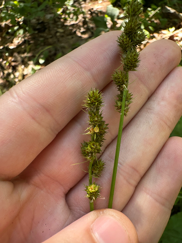 Carex annectens, photograph 1