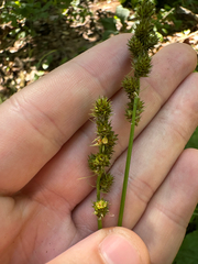 Carex annectens