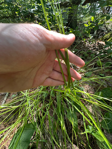 Carex annectens, photograph 3