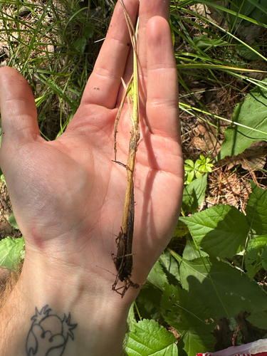 Carex annectens, photograph 4