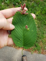 Tetraneura