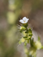 Pectocarya setosa
