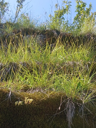 Sesleria heufleriana