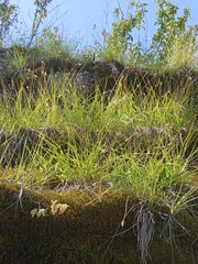 Sesleria heufleriana