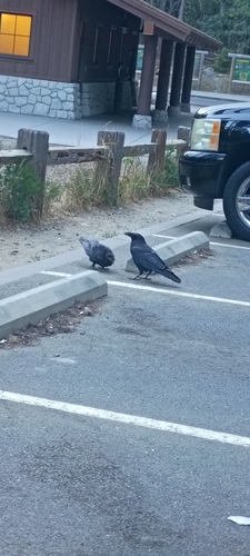 iNaturalist observation photo of Common Raven