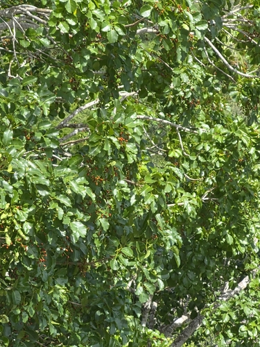 Metopium brownei, photograph 5