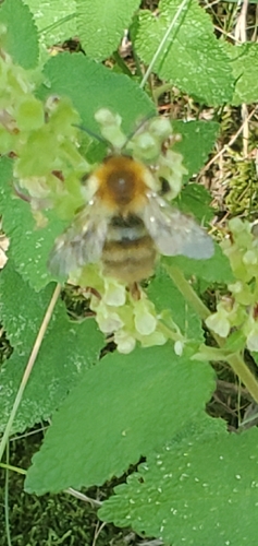 Common Carder Bumble Bee