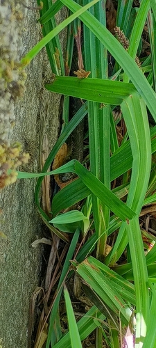 iNaturalist observation photo of Common Garter Snake