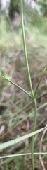 Sabatia grandiflora